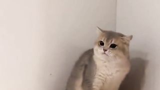 Funny collection about cats