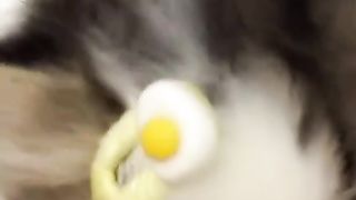 Baby Cat, sweet Cat