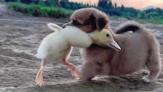 a pair of good friends
