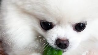 Dog eating bitter melon
