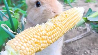 Cute rabbit video | funny video