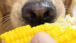A dog eating corn
