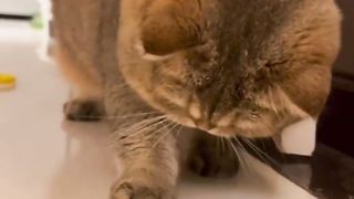 My cat plays with its own fur.