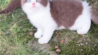 Funny cats | funny videos