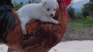 Doggo and his dear Clucky Mom embark on a sunset adventure