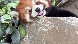 The red panda is tired.