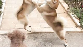 Intense argument, who will win?