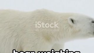 3 crazy facts Bear Bizarre
