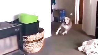 Insane dogs
