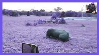 Lion vs Buffalo