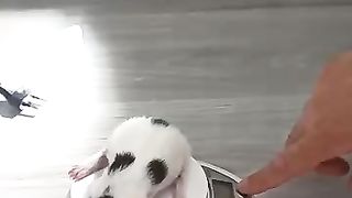 Cat and baby
