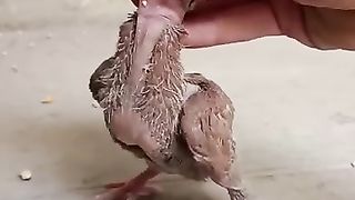 Piegon