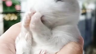 Pet 6