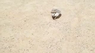 walking hedgehog