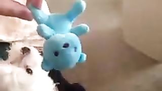 dog tricked by owner