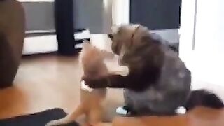 Cat killed in one blow