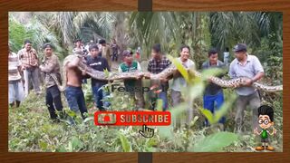 Warga menangkap ular piton raksasa - Residents catch a giant python