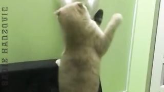 collection of funny pet videos