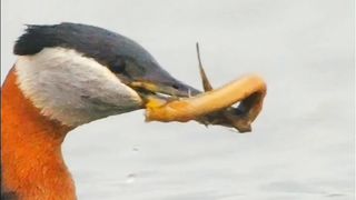 Most Beautiful Birds 38 | Nature Relaxation | Shorts Nature Video