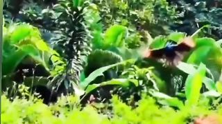 Beauty of nature #fyp #world #quran # #viral