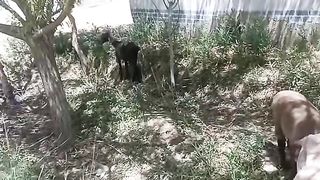 Beautiful goats 5