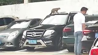 Funny cat moments 2