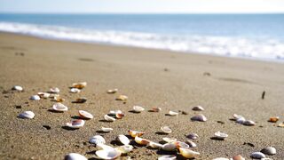 "Sable, Coquillages et Rêveries : Une Balade au Bord de la Mer"