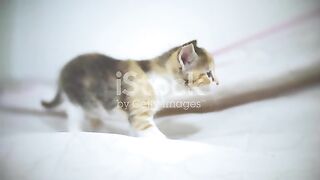 "Whiskers & Wonders: A Heartwarming Kitty Adventure"