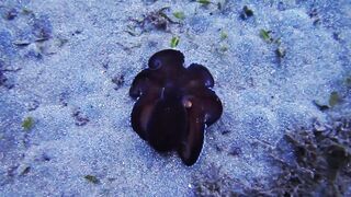 "Petite Pieuvre Noire : Une Créature Fascinante"
