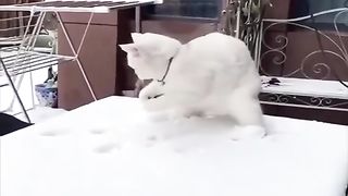 Adorable Winter Kittens: Playful Paws in a Winter Wonderland #KittenLove #WinterCuteness