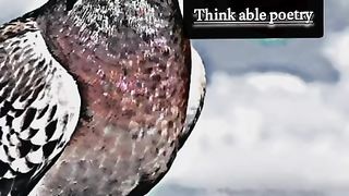 جیڑا پیار دی قدر نہ سمجے اس نوں منہ لاٸی دا نی