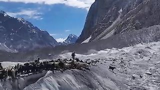 Glacier animals