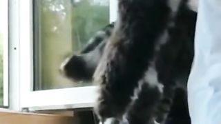 ЛЮБОВ И КОТКИ
