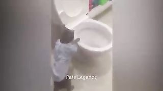 Dog funny part 1