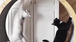 Sit down and have fun with this pet