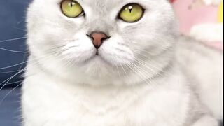 How do you like my new hat_ ???? #cat #cats