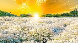 For Nature Lover's