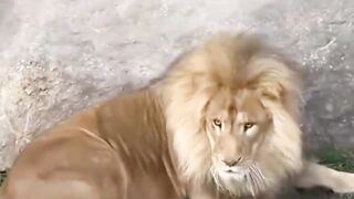Funny Father of Lion Cub ???? _ Nouman Hassan _