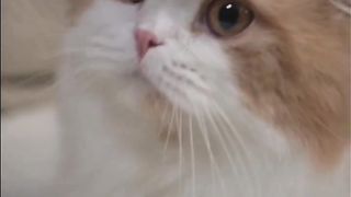 Animals That will Go to Jannah #shorts # #animals