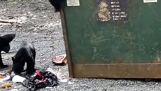 Hilarious Bears Break Into Dumpster for Snacks!