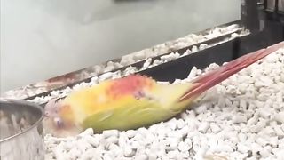 This is the most dramatic bird in the pet store ???????? #shorts
