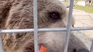 Help me feed some crazy animals! #animals #shorts #coolanimals