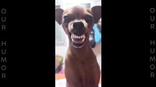 THE BEST OF_ Laughing Animals