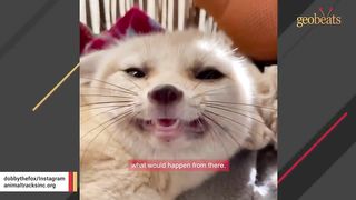 Rescue fox giggles when she sees her favorite human