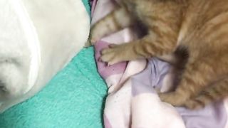 angry kitten