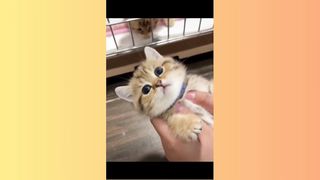 Cute Cat