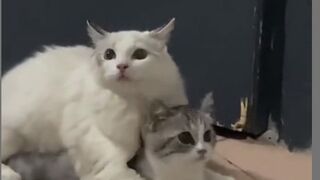 cute cat