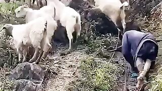 Life no require disability