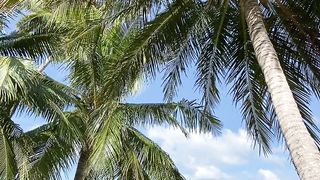 "Sous les Palmiers Baignés de Soleil : Un Paradis Tropical"