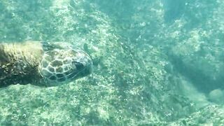 "Sous les Flots : Fascination pour la Vie Sous-Marine"
